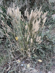 Agropyron