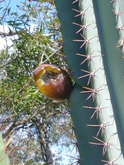 Cereus hildmannianus