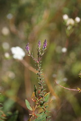 Comesperma ericinum