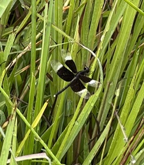 Neurothemis tullia
