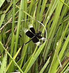 Neurothemis tullia