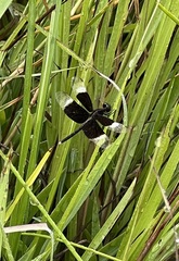 Neurothemis tullia