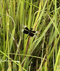 Neurothemis tullia