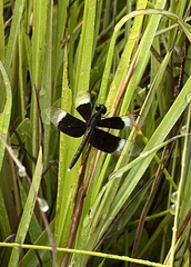 Neurothemis tullia