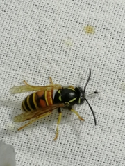 Vespula rufa