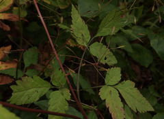 Osmorhiza purpurea