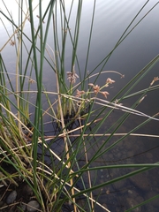 Schoenoplectus acutus