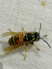Vespula rufa