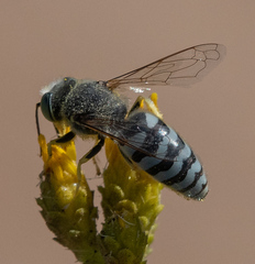 Bembix americana comata