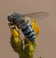 Bembix americana comata