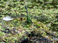 Ophiogomphus obscurus