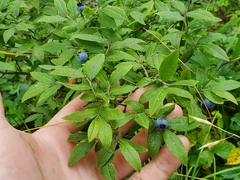 Vaccinium myrtilloides