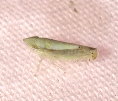 Scaphytopius elegans