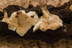 Rigidoporus