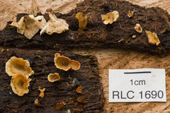 Rigidoporus