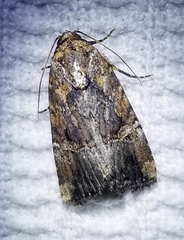 Elaphria chalcedonia