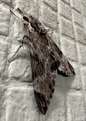 Psilogramma discistriga