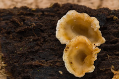 Rigidoporus