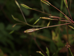 Osmorhiza purpurea