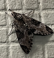 Psilogramma discistriga