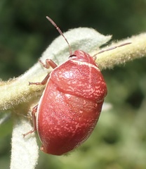 Orsilochides guttata