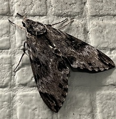 Psilogramma discistriga