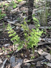 Cheilanthes sieberi sieberi