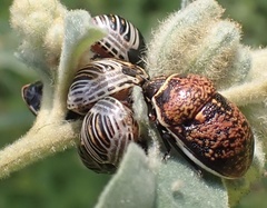 Orsilochides guttata