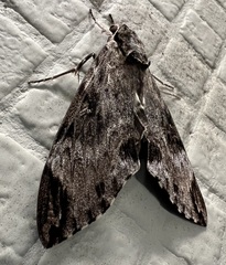 Psilogramma discistriga