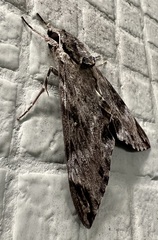 Psilogramma discistriga