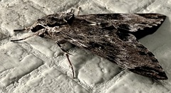 Psilogramma discistriga