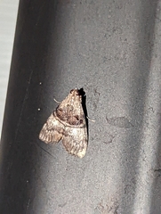 Pococera asperatella