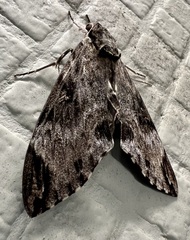 Psilogramma discistriga