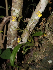 Oncidium bryolophotum