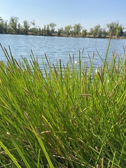 Eleocharis
