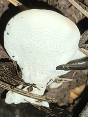 Loweomyces fractipes