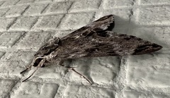 Psilogramma discistriga