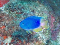 Pomacentrus coelestis