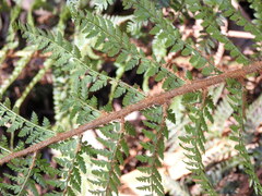 Polystichum proliferum