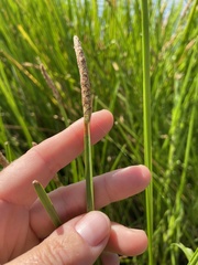 Eleocharis