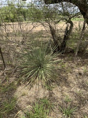 Yucca constricta