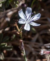 Stephanomeria diegensis