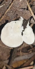 Loweomyces fractipes