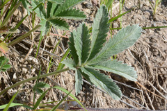 Potentilla hippiana