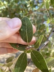 Aceria mackiei