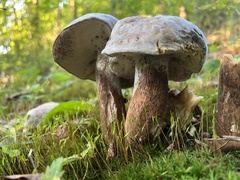 Hypomyces melanocarpus