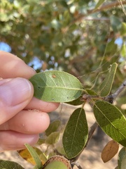 Aceria mackiei