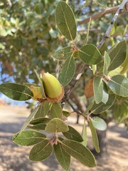 Aceria mackiei