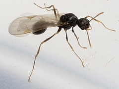 Aphaenogaster
