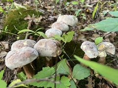 Hypomyces melanocarpus